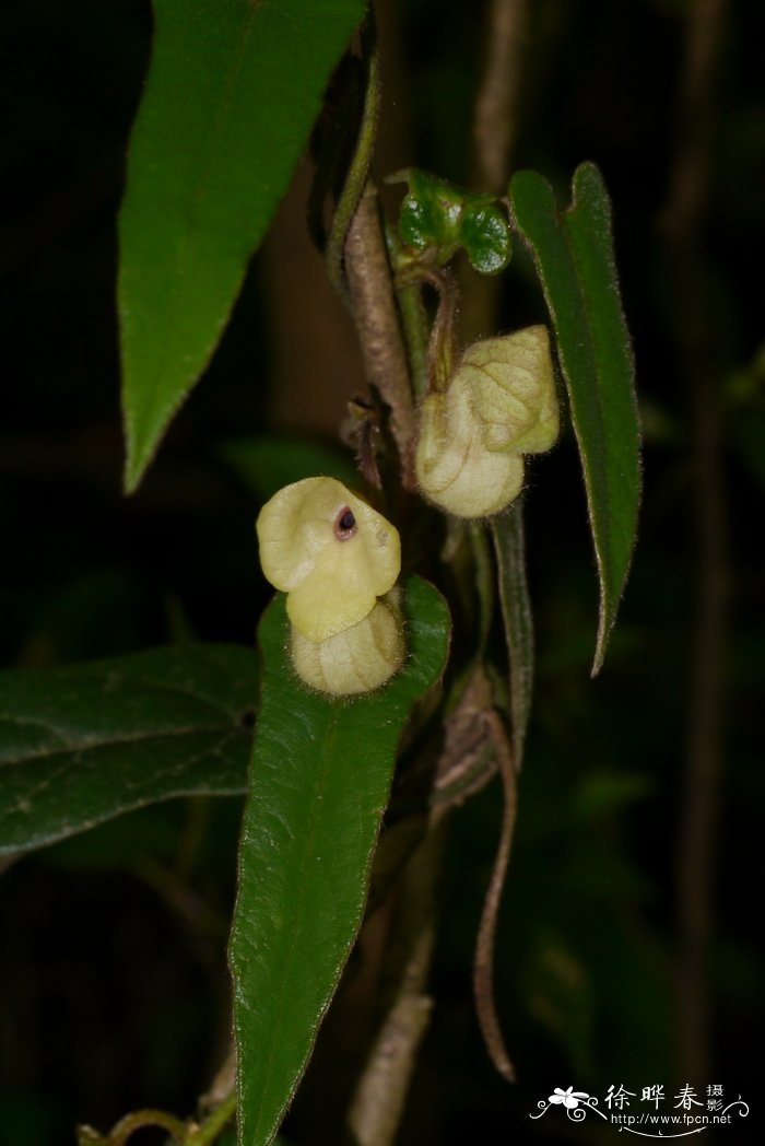 大叶马兜铃Aristolochia kaempferi