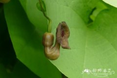 美洲大叶马兜铃Aristolochia macrophylla