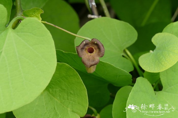 美洲大叶马兜铃Aristolochia macrophylla