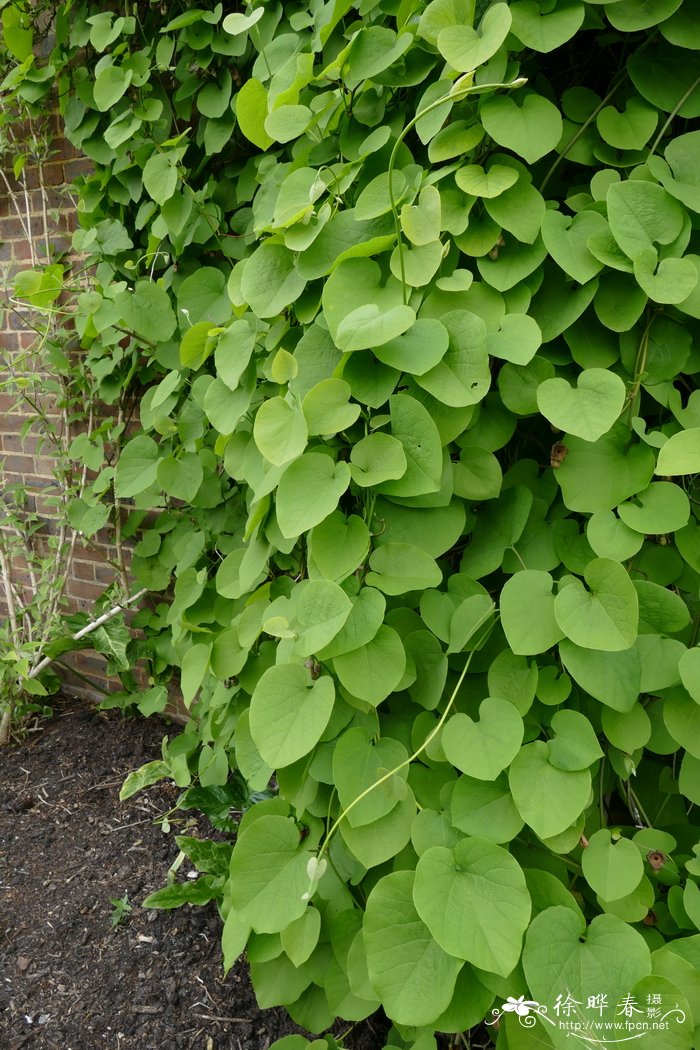 美洲大叶马兜铃Aristolochia macrophylla