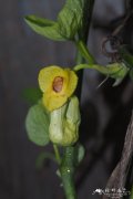 木通马兜铃Aristolochia manshuriensis