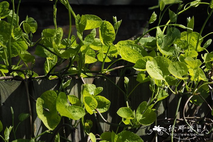 木通马兜铃Aristolochia manshuriensis