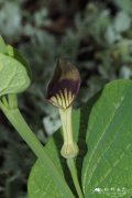 圆叶马兜铃Aristolochia rotunda