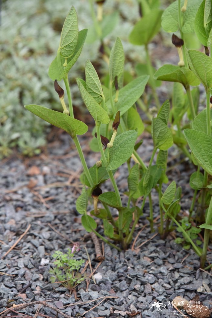 圆叶马兜铃Aristolochia rotunda