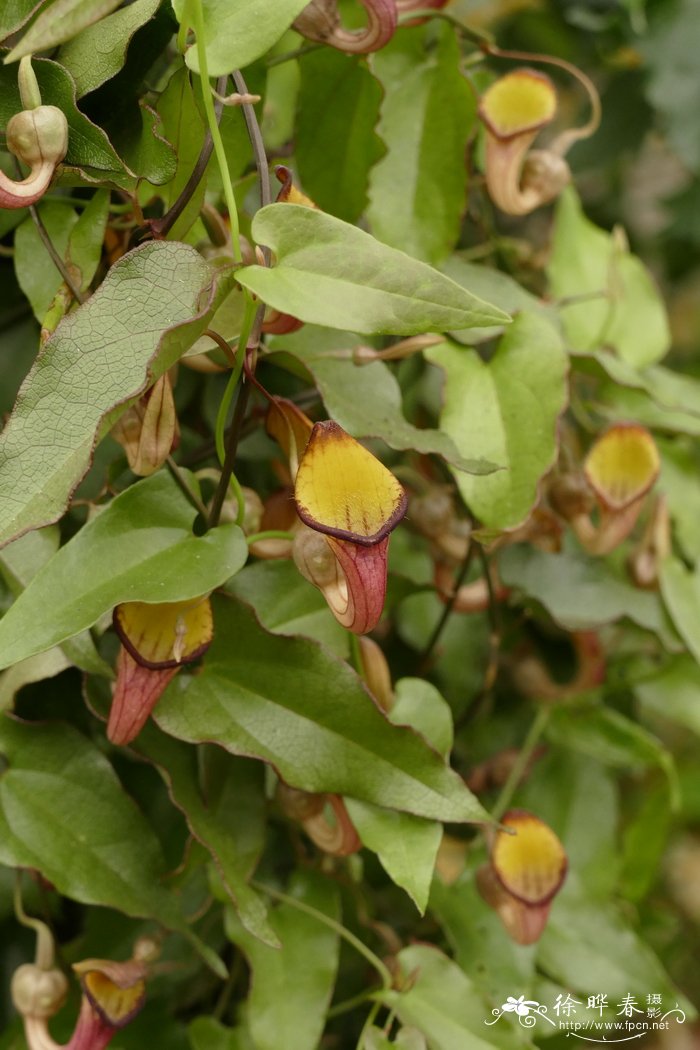 小绿马兜铃Aristolochia sempervirens