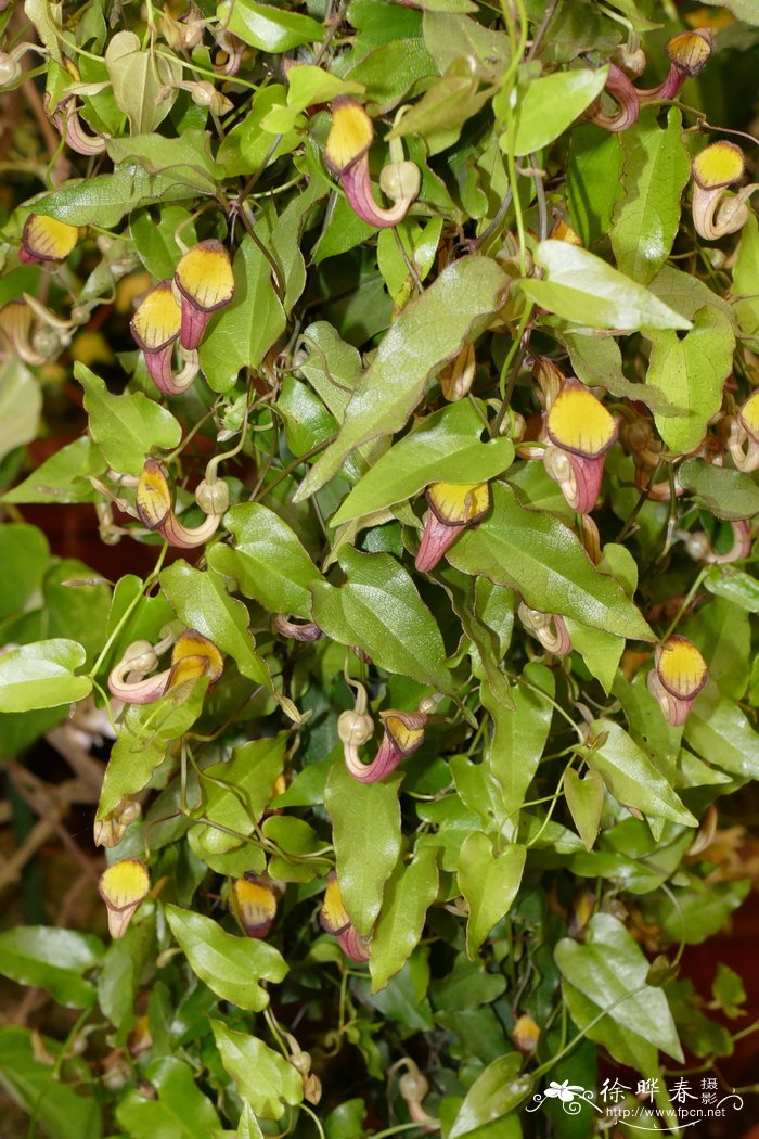 小绿马兜铃Aristolochia sempervirens