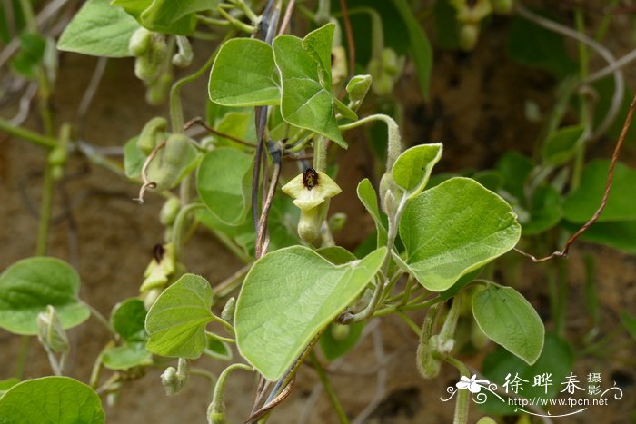 绒毛马兜铃Aristolochia tomentosa