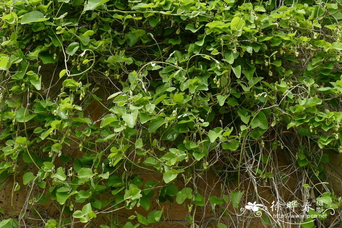 绒毛马兜铃Aristolochia tomentosa