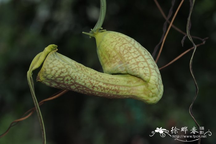 长嘴马兜铃Aristolochia trilobata