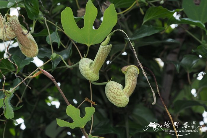 长嘴马兜铃Aristolochia trilobata