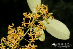 蓬莱葛Gardneria multiflora