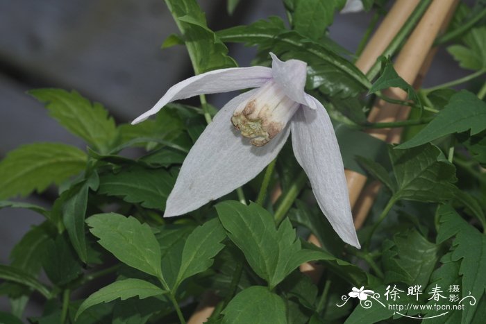 '威利'阿尔卑斯铁线莲Clematis alpina 'Willy'