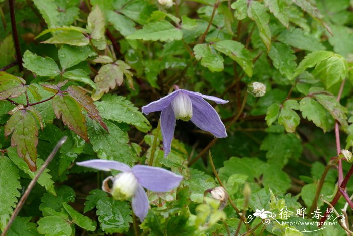 '威利'阿尔卑斯铁线莲Clematis alpina 'Willy'