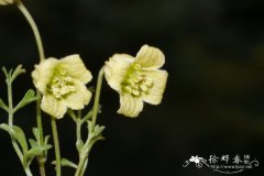 芹叶铁线莲Clematis aethusifolia