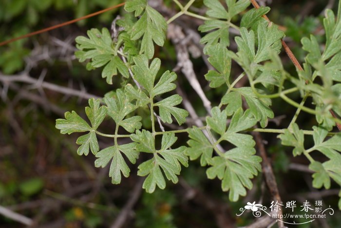 芹叶铁线莲Clematis aethusifolia