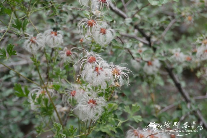 芹叶铁线莲Clematis aethusifolia