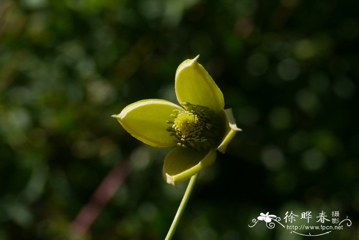 甘川铁线莲Clematis akebioides