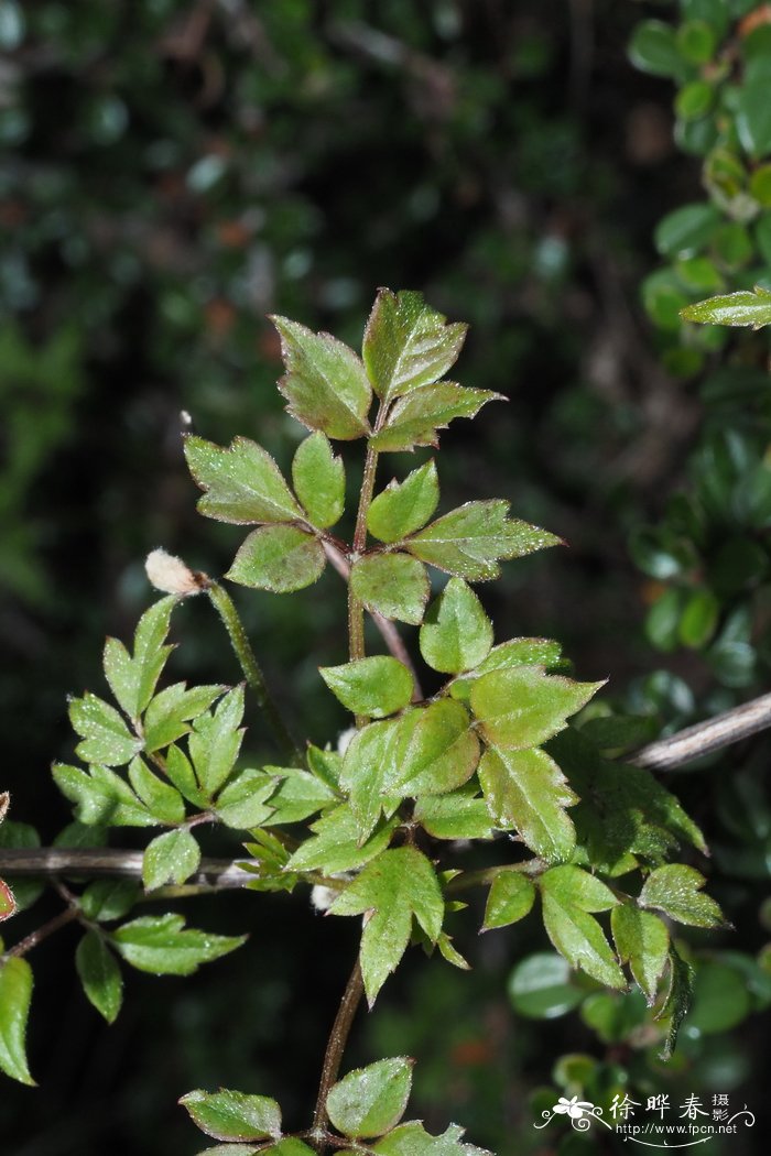 甘川铁线莲Clematis akebioides