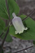 白毛铁线莲Clematis albicoma