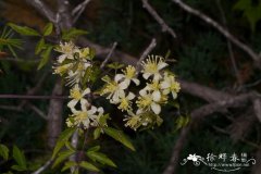 短尾铁线莲Clematis brevicaudata