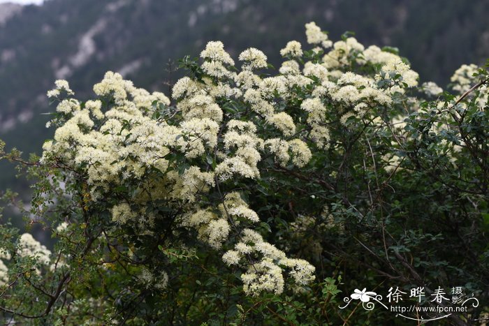 短尾铁线莲Clematis brevicaudata