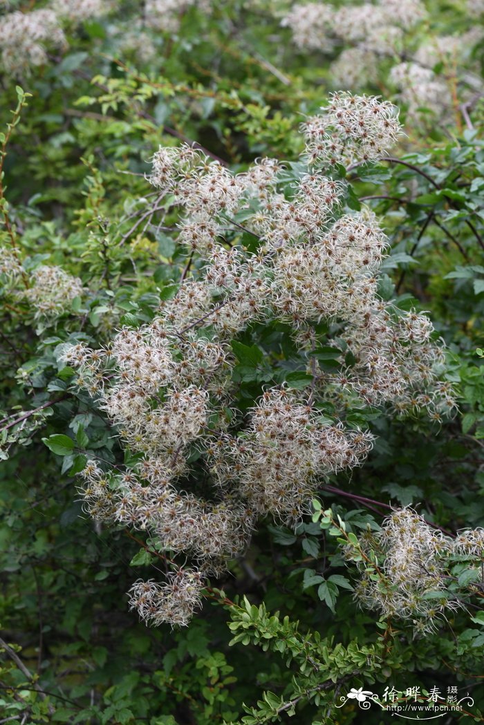 短尾铁线莲Clematis brevicaudata