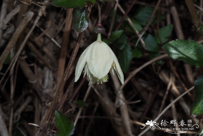 卷须铁线莲Clematis cirrhosa