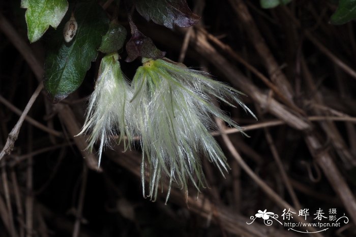 卷须铁线莲Clematis cirrhosa