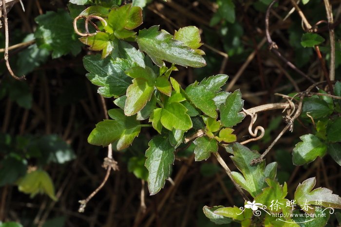 卷须铁线莲Clematis cirrhosa