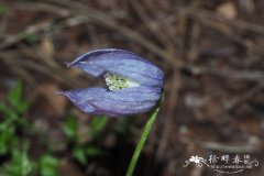 浅裂铁线莲Clematis columbiana var. tenuiloba