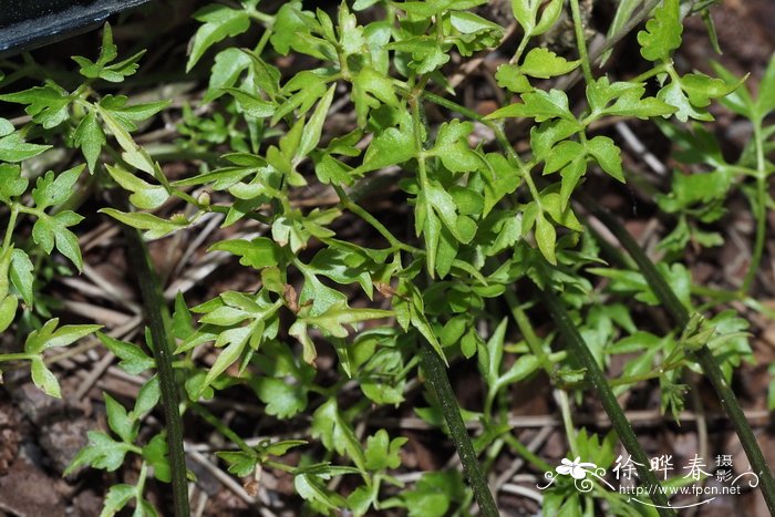 浅裂铁线莲Clematis columbiana var. tenuiloba