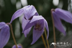 狭裂铁线莲Clematis columbiana var. tenuiloba