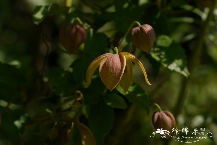 粉绿铁线莲Clematis glauca