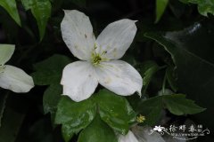 薄叶铁线莲Clematis gracilifolia