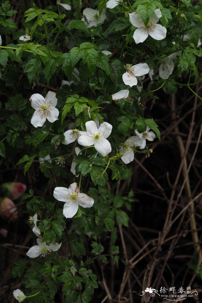 薄叶铁线莲Clematis gracilifolia