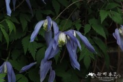 '简林德马克' 铁线莲Clematis 'Jan Lindmark'