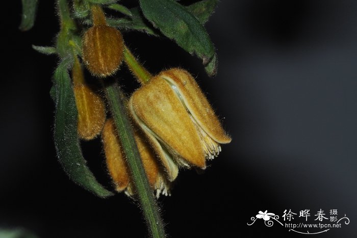 锈毛铁线莲 Clematis leschenaultiana