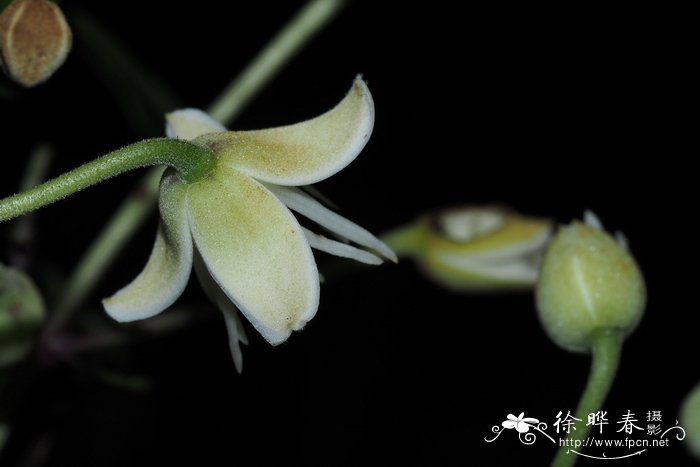 丝铁线莲Clematis loureiriana