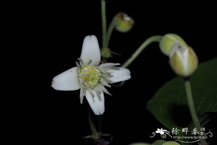 丝铁线莲Clematis loureiriana