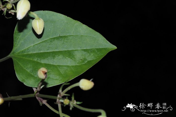 丝铁线莲Clematis loureiriana