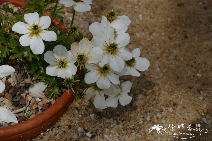 石纹铁线莲Clematis marmoraria