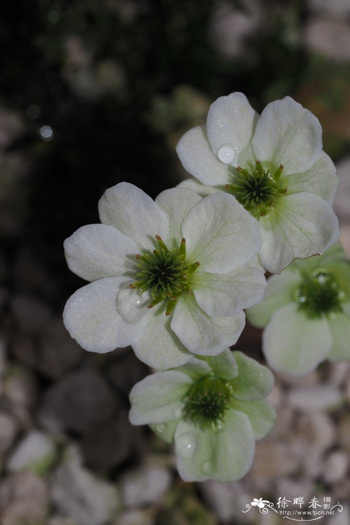 石纹铁线莲Clematis marmoraria