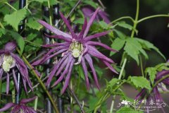 '章鱼' 铁线莲Clematis 'Ocfopus'