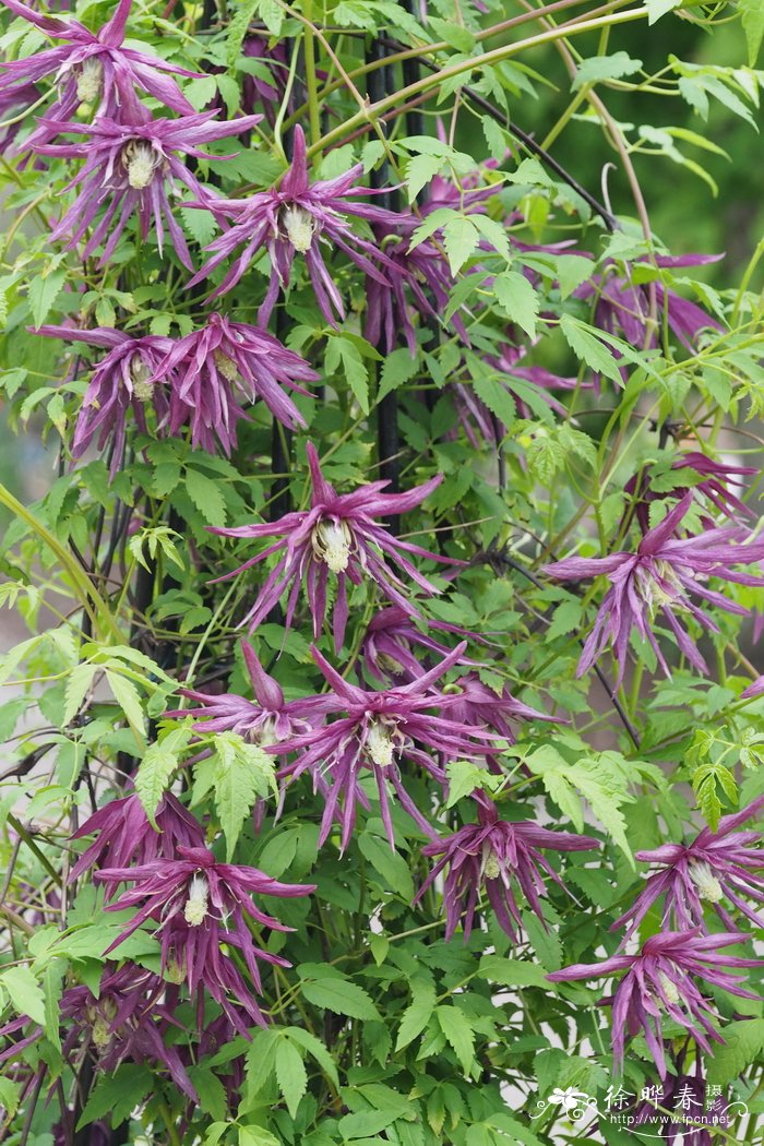 '章鱼' 铁线莲Clematis 'Ocfopus'