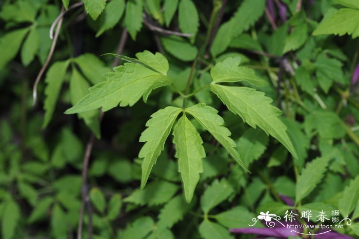 '章鱼' 铁线莲Clematis 'Ocfopus'