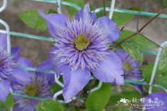 转子莲Clematis patens