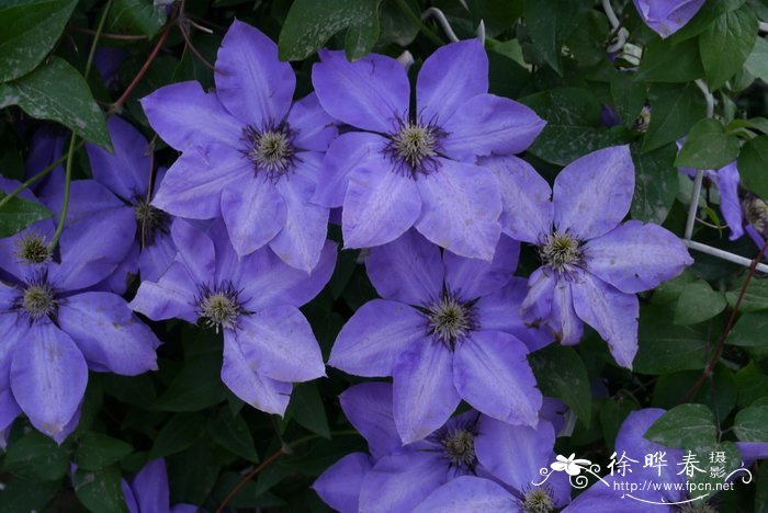 转子莲Clematis patens