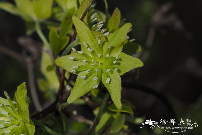 皮特里铁线莲Clematis petriei