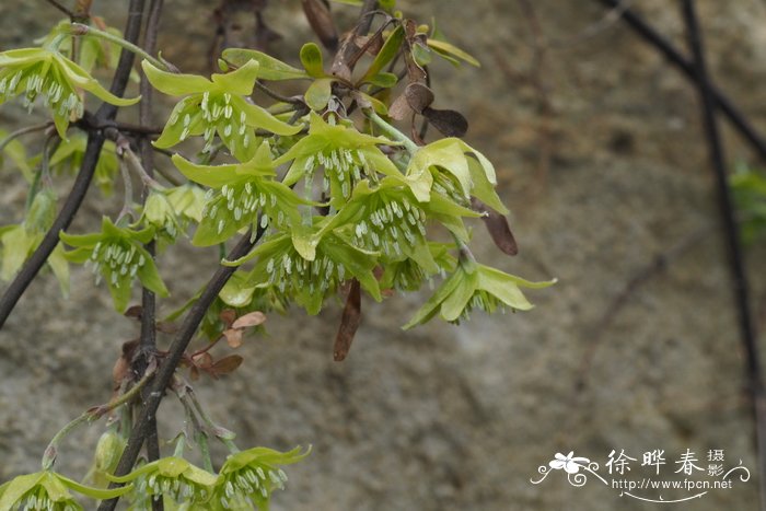 皮特里铁线莲Clematis petriei