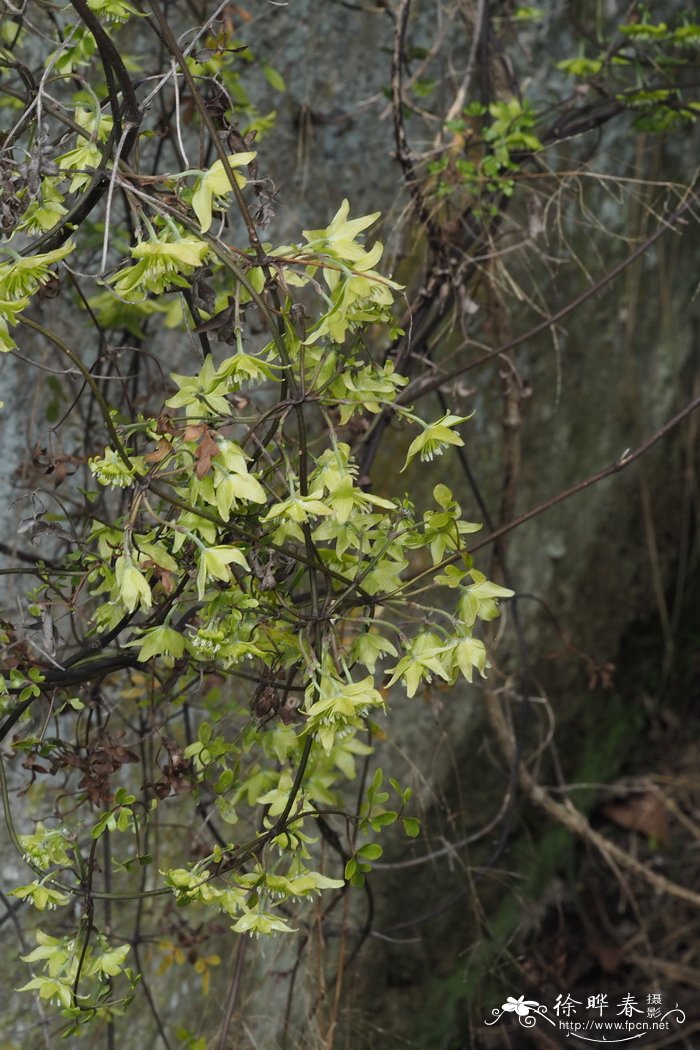 皮特里铁线莲Clematis petriei